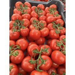 Fürtös paradicsom magyar