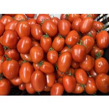 San Marzano paradicsom