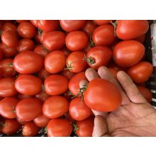 San Marzano paradicsom