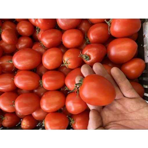 San Marzano paradicsom