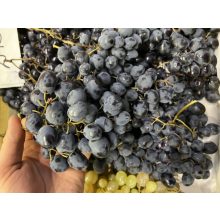 Hazai kék csemegeszőlő nagyszemű, Moldova