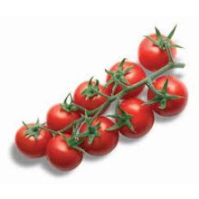 Koktélparadicsom magyar ex.