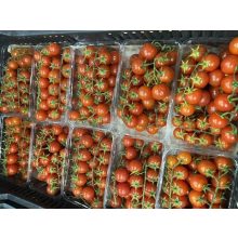 Koktélparadicsom magyar ex.