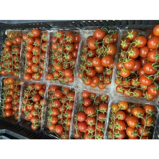 Koktélparadicsom magyar ex.