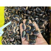 Lóbab (extra nagyszemű)