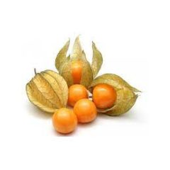 Physalis