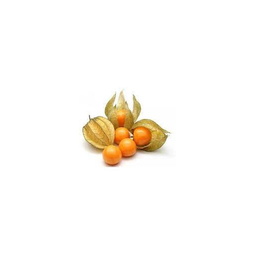 Physalis