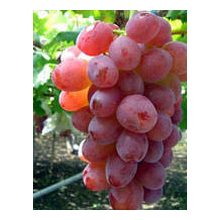 Szőlő rosé