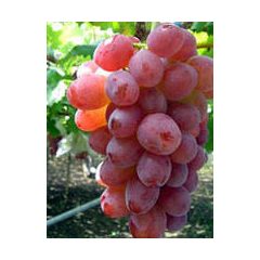Szőlő rosé